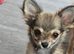 Stunning chihuahua girl available