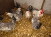 Polbar - autosexing chicken from Poland