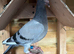 3 racing pigeon for sale