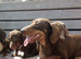 Dachshund