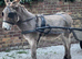 Driving donkey