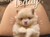 Stunning little Pomeranians