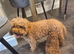 Beautiful deep red ,liver nosed toy poodle