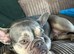 French bulldog Bella
