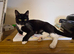 3 X Beautiful Black & White Kittens &pound;25