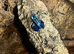 Azureus Dart frogs