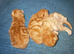 3 red tabby male persian kittens