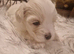 Cute faces baby maltese