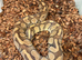 10x royal pythons different morphs