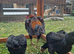 Quality trio of Black Ko Shamo available