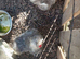 Pure American Silkie fertile eggs to order