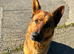 German Shepherd Urgently needs 5* home
