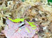 Green Surinam Horned Frog at Birmingham Reptiles