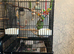 Zazu the ringneck and full setup