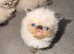 Persian kitten