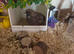 Button quail eggs