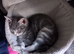 Kittens 11wks