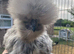 Sexed female silkies
