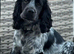 Gorgeous blue roan male