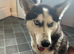 Siberian husky male for stud