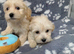 Maltipoo puppy boys available