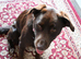 Chocolate Labrador cross