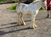 Red Blagdon spotted Blagdon