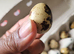 Fertile Japanese Coturnix Quail Eggs provided in Plastic Egg Carton