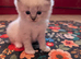 Beautiful ragdoll kittens due in June / waiting list open