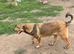 MEET DULCIE – A BEAUTIFUL, GENTLE SOUL WAITING TO BE LOVED