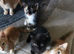 Kittens