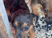 Jack Russell litter