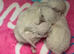 Ragdoll seal point kittens born 19/07/26