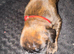 KC registered brindle Boxers