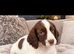 Cocker spaniel pups