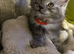 Chunky Mainecoon kittens