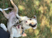 Merle collies for sale