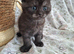 Stunning Black smoked tabby British Shorthair