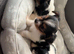 Beautiful Yorkie Biewer terrier for sale