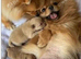 Pomeranian Puppys £1500