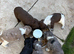 Working sprocker puppies
