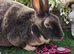 Broken blue mini rex doe