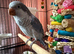 Tame Blue Quaker for sale