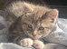 For Sale 2 Gorgeous Grey Tabby Kittens