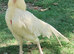 Pure white aseels imported stock