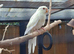 Beautiful young cream red eyed kakariki