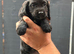 Cocker Spaniel