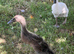 Runner ducklings