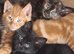 Kittens