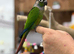 Green cheek conure